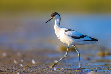 Obraz premium Pied Avocet, Recurvirostra avosetta; parent and chick foraging