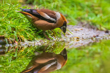 Closeup of a hawfinch male, Coccothraustes coccothraustes, songbird drinking water
