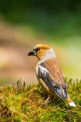 Closeup of a male hawfinch Coccothraustes coccothraustes songbird perched in a forest.