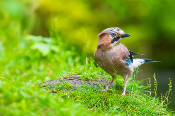 Eurasian jay Garrulus glandarius searching the forest floor for insects to feed.