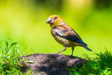Closeup of a beautiful juvenile male hawfinch, Coccothraustes coccothraustes, songbird foraging on the ground