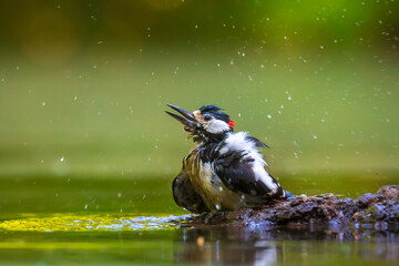 Closeup of a great spotted woodpecker, Dendrocopos major, perched in a forest