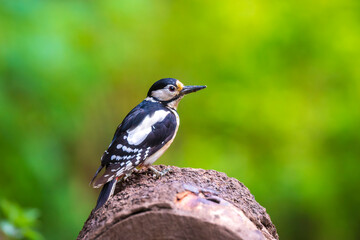 Obraz premium Closeup of a great spotted woodpecker, Dendrocopos major, perched in a forest