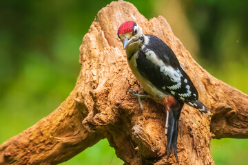 Closeup of a great spotted woodpecker (Dendrocopos major) perched in a forest