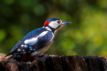Closeup of a great spotted woodpecker, Dendrocopos major, perched in a forest