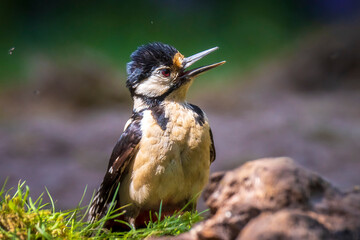 Closeup of a great spotted woodpecker, Dendrocopos major, perched in a forest