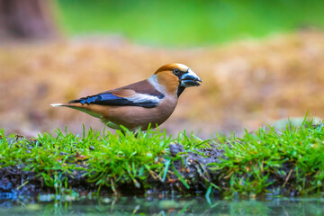 Closeup of a male hawfinch Coccothraustes coccothraustes songbird perched in a forest.
