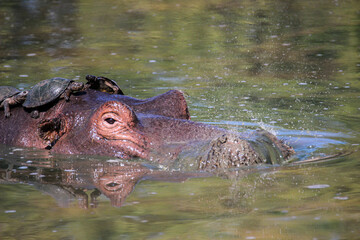 Obraz premium Hippopotamus with Serrated Hinged Terrapin on its back, Kruger National Park, South Africa