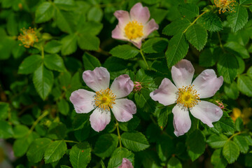 Rosehip flowers on the Bush at the time of flowering. Rosehip flowers with leaves, herbal medicine, blue background, agriculture concept, Slovakia, Europe