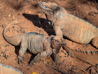 Two iguanas sit motionless next to each other, beautiful interesting lizards in the wild. group of reptiles, close-up