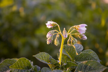 Small potato flowers, blurred background