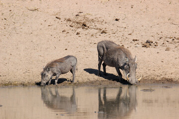 Warthog, Kruger National Park, South Africa