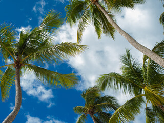 Fototapeta premium Tall palm trees against the sky, branches of the trees in the wind, bottom view. Palm tree against a clear sky, Tropical landscape, island holidays