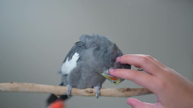 Cockatiel Parrot. Classic or traditional color of Cockatiel. Girl petting her pet cockatiel bird. Scratching parrot head. Home pet.