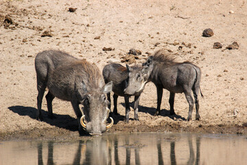 Warthog, Kruger National Park, South Africa