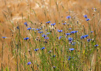 złote pole zborze kłosy łany tło tapeta chabry kwiaty niebieskie © Colorful Soul