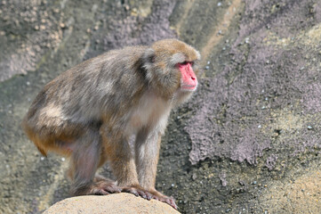 Fototapeta premium 到津の森公園「ニホンザル」