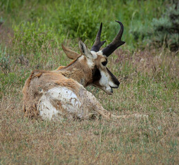 pronghorn buck in the wild