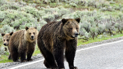 Grizzly family in Yellowstone National Park