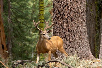 Mule Deer Buck in Sequoia National Park