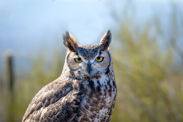 Portrait of a Great Horned Owl