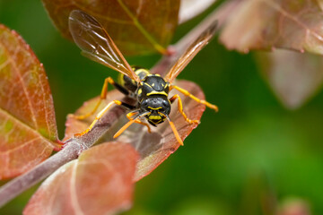 wild bee on a flower