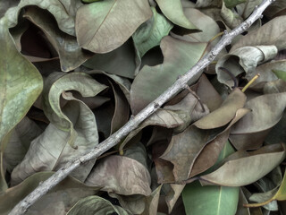 pile of old and wrinkled java plum leaves with dry stems. background of scattered dry leaves with faded colors. fallen leaves