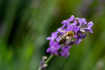 bee on a flower