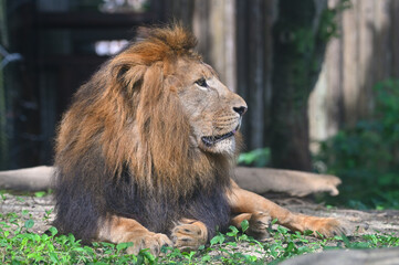 到津の森公園「ライオン」