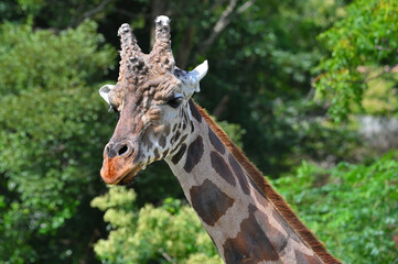 到津の森公園「アミメキリン」