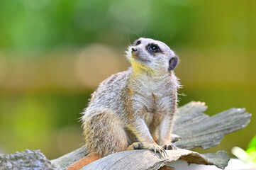到津の森公園「ミーアキャット」