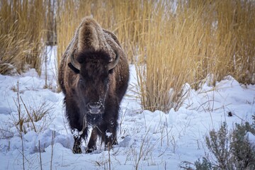 Buffalo in the Snow at Yellowstone National Park