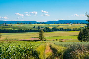 Mounty landscape with field and blue sky
