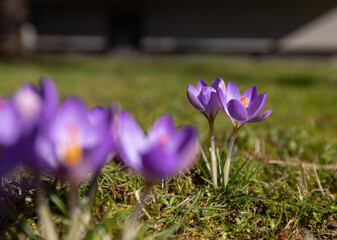 spring woodland crocus flowers in Germany