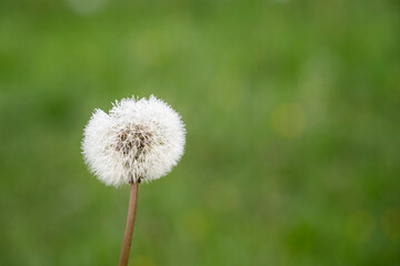 close up of a dandelion with water droplets from the morning dew on an out of focus green background, copy space