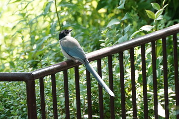 azure winged magpie on a fence