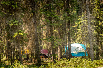 Camping in the forest McLeod Meadows Kootenay National Park British Columbia Canada