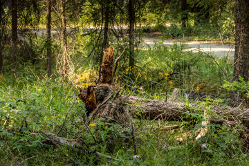 Camping in the forest McLeod Meadows Kootenay National Park British Columbia Canada