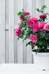 Fototapeta na wymiar pink rose in a white flowerpot on a white table against the background of a white wooden fence in the garden, greeting card