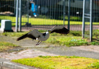 Australian Masked Lapwing (Vanellus miles)
