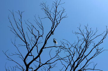 Obraz premium Egret (Ardea alba)