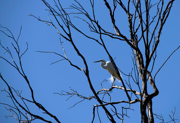 Egret (Ardea alba)
