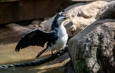 Fototapeta premium Little Pied Cormorant (Microcarbo melanoleucos)