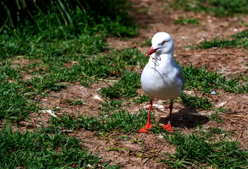 Pacific Gull (Larus pacificus)