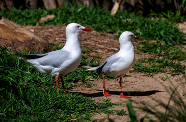 Pacific Gull (Larus pacificus)