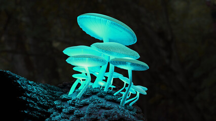 leuchtende Zauberpilze, Magic Mushrooms - 513069896