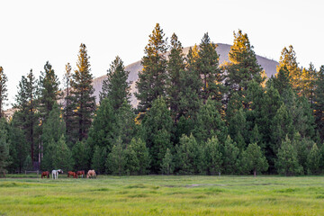 Black Butte and Horses