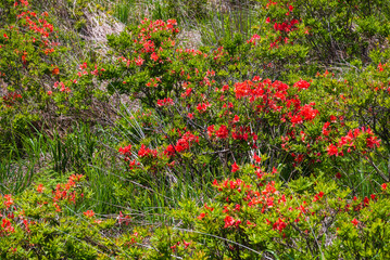 橙色の花を咲かすレンゲツツジ