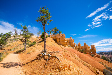 Roots and Tree at Bryce Canyon