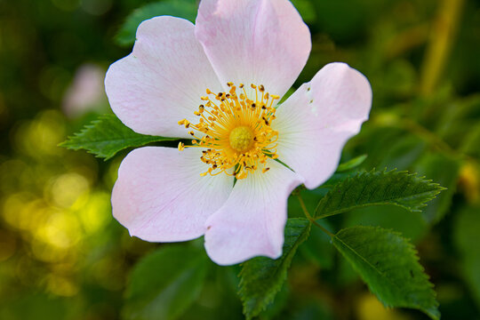 Delicate pink wild rose flower. Detailed Macro photo of a wild rose bloom.